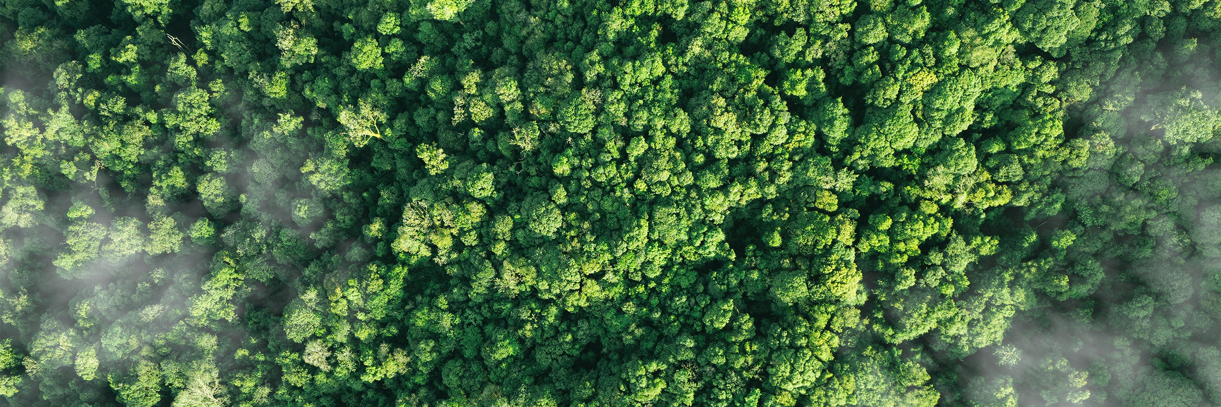 green forest 2