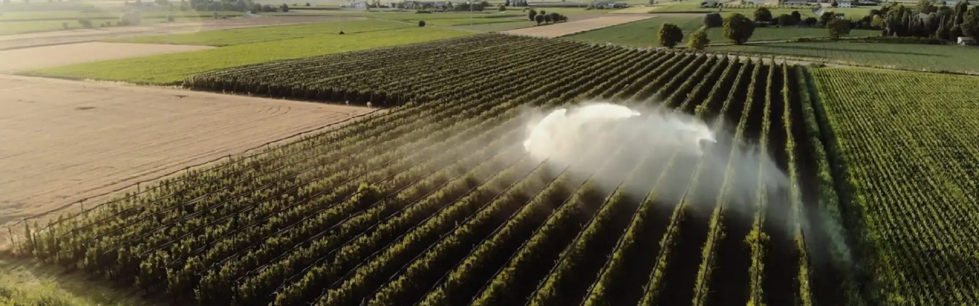 Aerial view of vast crop rows with a central irrigation sprinkler casting water across green farmland