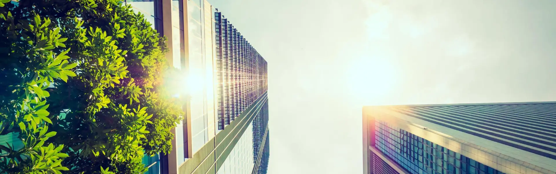 Low-angle view of glass skyscrapers and a lush green tree in sunlight – sustainable finance recruitment